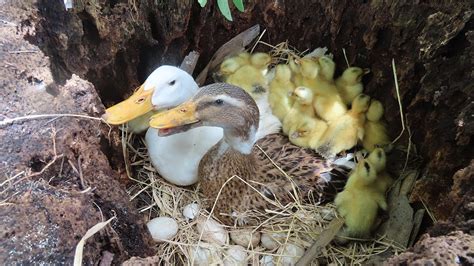 Amazing Pekin Duckling Hatching From Eggs Nee Baby Duck Born Youtube