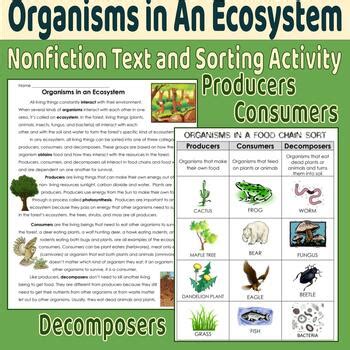 Examples Of Decomposers In Food Web