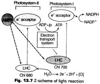 Photosynthesis In Higher Plants Class Notes Biology Chapter