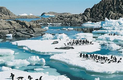 What Animals Live In Antarctica? - WorldAtlas.com