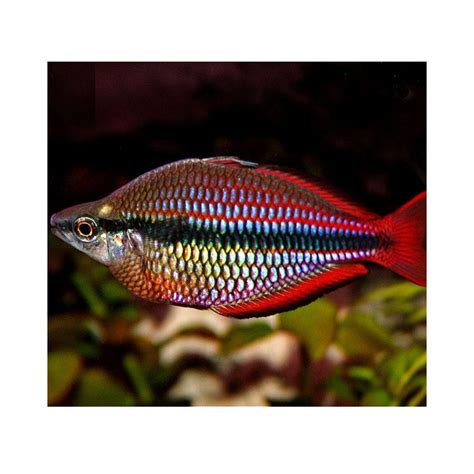 Aquaeden Melanotaenia Australis Super Red