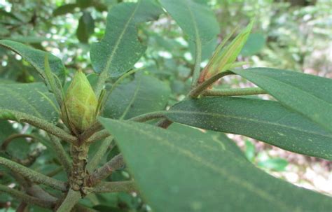 Rhododendron Bloom Report June 8 2017 NH State Parks