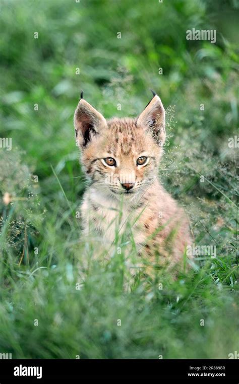 European Lynx (Lynx lynx), cub Stock Photo - Alamy