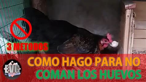 Consejos Infalibles Para Evitar Que Las Gallinas Se Coman Sus Propios