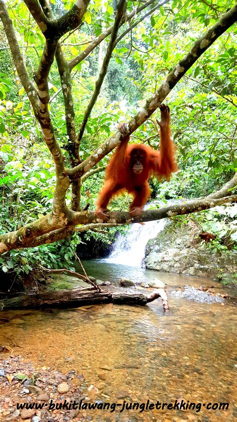 Jungle Trekking Tours&Costs - Jungle Trekking Tours in Bukit Lawang ...