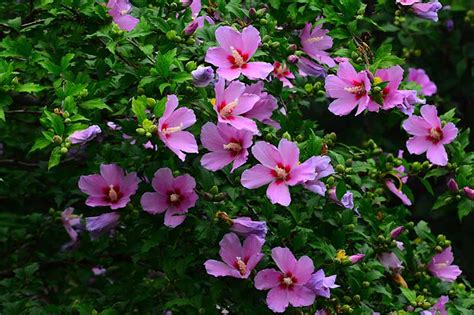 How To Grow And Care For Rose Of Sharon Gardeners Path