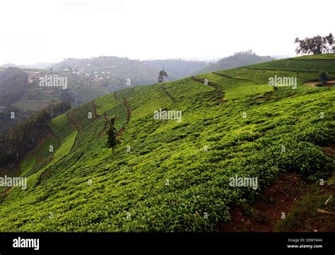 Rwandan Tea plantations in southern Rwanda Stock Photo - Alamy