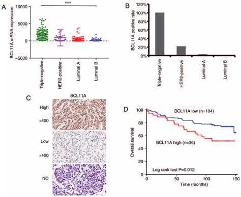 Bcl11a Expression In Triple Negative Breast Cancer Tissues And Its