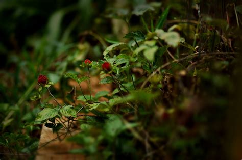 Wallpaper Strawberry Nikon Strawberries Mm Tokina