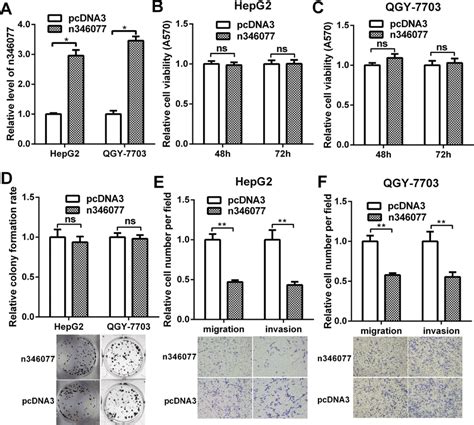 The Effect Of N346077 Overexpression On Malignant Behavior Of Hcc Cells Download Scientific