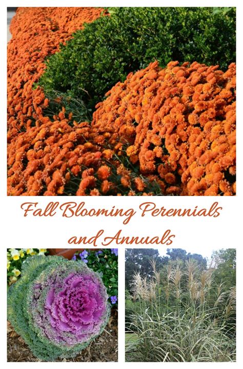 Fall Blooming Perennials and Annuals for a Bold Pop of Color