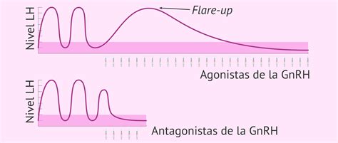 Dos Tipos De An Logos De La Gnrh Agonistas Y Antagonistas