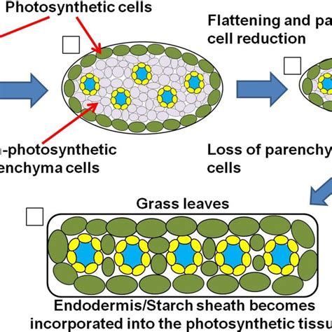 Simplified Schematic Representation Of Cross Sections Through Monocot Download Scientific