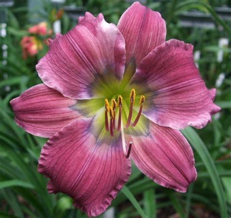 Daylily Hemerocallis Sphere Of Influence In The Daylilies Database