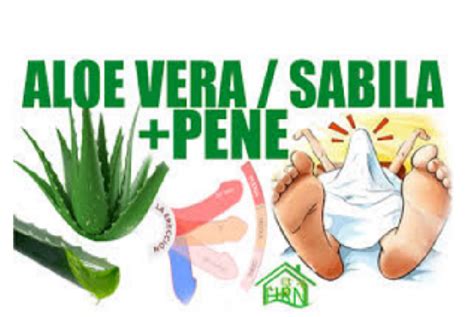 Los Efectos De La Sabila O Aloe Vera Para El Pene Esta Planta