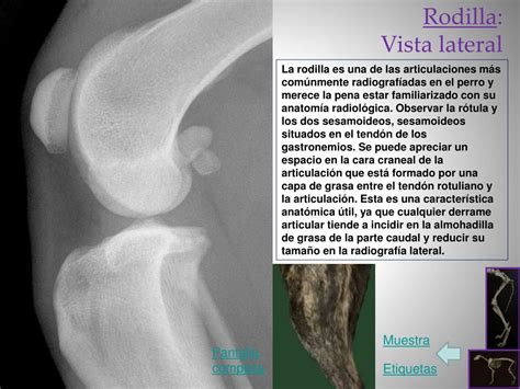 Ppt Radiología Del Perro Miembro Pelviano Powerpoint Presentation