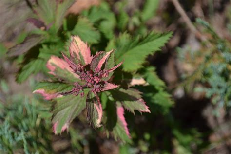 Japonin Lanksva Crispa Spiraea Japonica