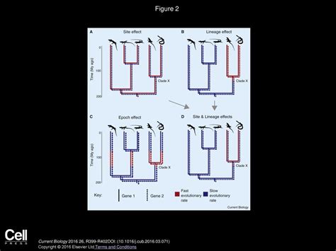 Molecular Clocks Current Biology Ppt Download