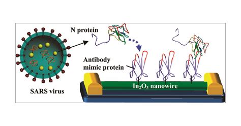 Label Free Electrical Detection Of The Sars Virus N Protein With