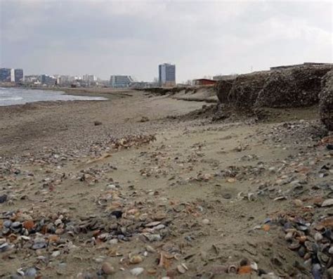 Marea Neagr A Fost Contaminat Pescarii Au Interzis La Pescuit