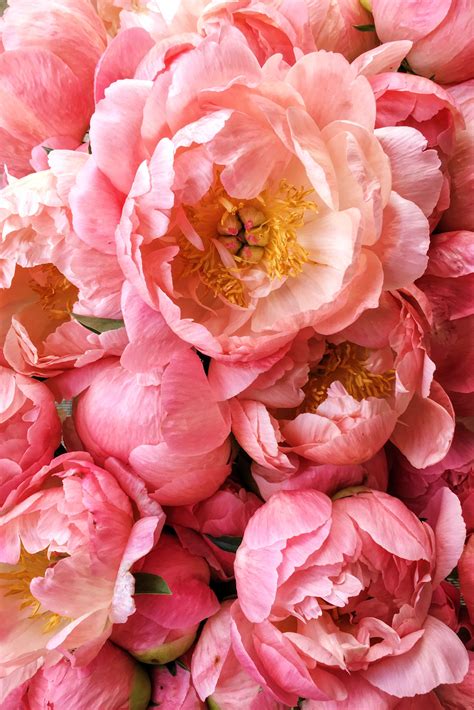 Coral Charm Peonies Faded To A Lighter Pink Grown By Love N Fresh