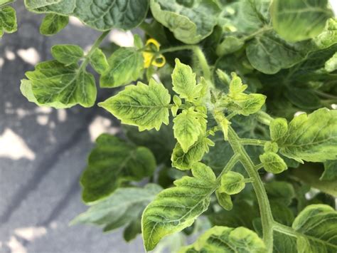 Tomato Yellow Leaf Curl Virus | NC State Extension Publications