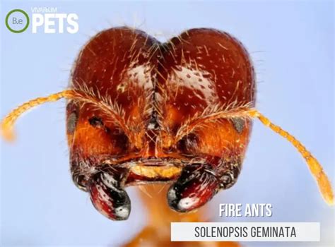 A Complete Solenopsis Geminata: Fire Ants Care Guide