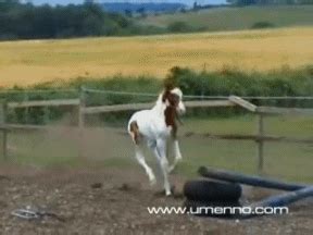 Baby Horse GIFs - Find & Share on GIPHY