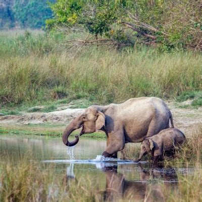 Kaziranga And Manas National Park Tour Nights Days Itinerary