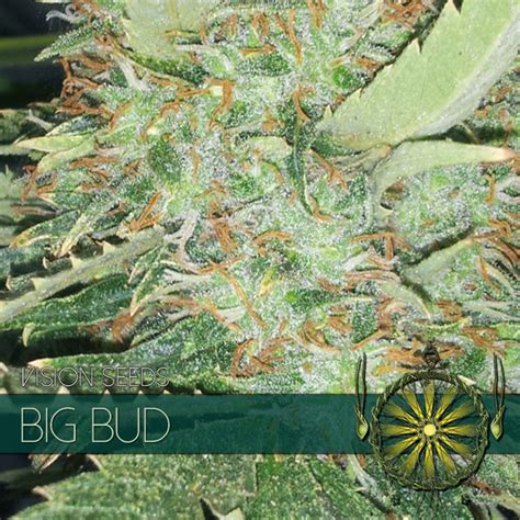 BIG BUD - Vision Seeds