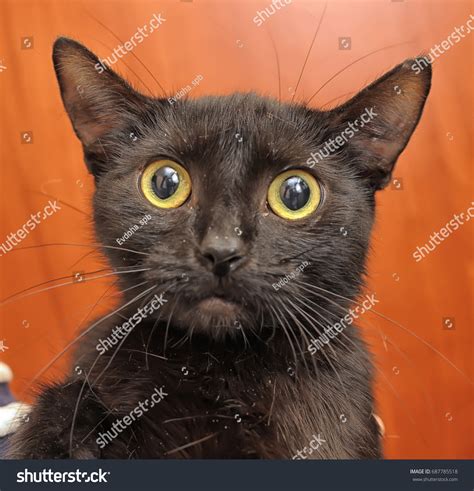 can cat scared fast 1