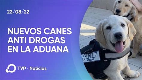 Así se entrena a los perros que detectan droga YouTube