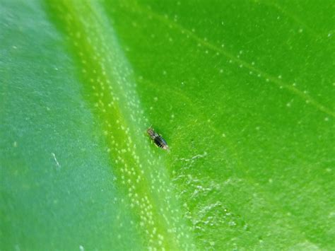 Thrips on Houseplants: A Gallery – House Plant Journal