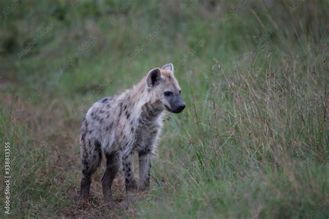 Spotted hyena Stock Photo | Adobe Stock