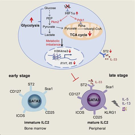 E Ligase Vhl Promotes Group Innate Lymphoid Cell Maturation And