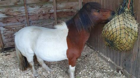 The Shetland pony: all you need to know about this small, hardy breed