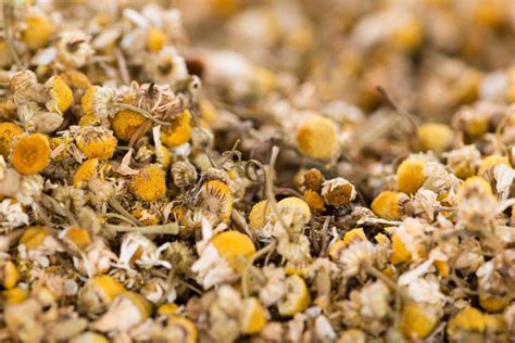 Chamomile Vs Feverfew How Do They Compare