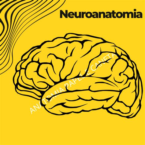 Anatomia Papel E Caneta