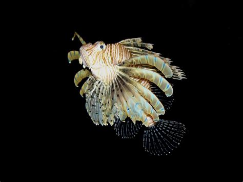 The Online Zoo - Red Lionfish