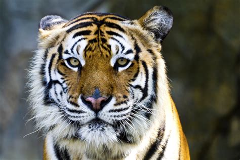 7 Datos Realmente Interesantes Y Muy Curiosos Sobre Los Tigres