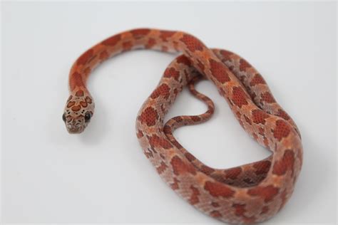 Sunkissed Corn Snake Traits Morphpedia