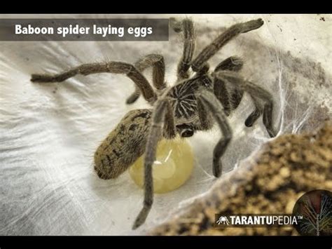 Tarantula laying eggs : spiders