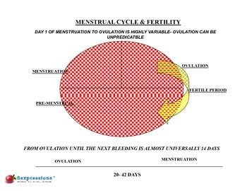 Sex Ed Powerpoint Lecture Series Anatomy By Sex Ed Mart Tpt
