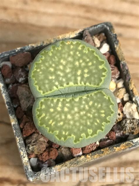 SHPR6447 Lithops Julii Ssp Fulleri V Fulleri Fullergreen C056A 25