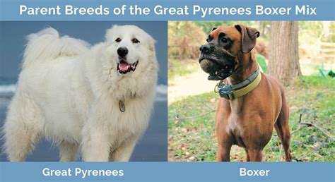 Great Pyrenees Boxer Mix: Pictures, Care Guide, Temperament & Traits ...