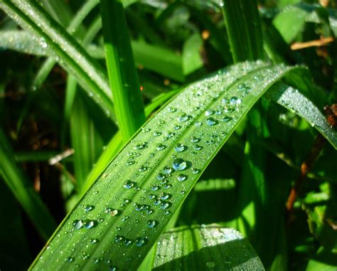 Papel de parede manhã luz solar Verde verde Luz sai Folhas