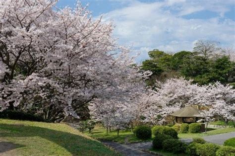 夜桜のライトアップ ときわ公園（山口県）の観光イベント情報｜ゆこゆこ