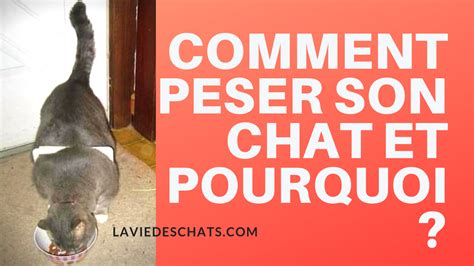 Comment Peser Son Chat Et Pourquoi