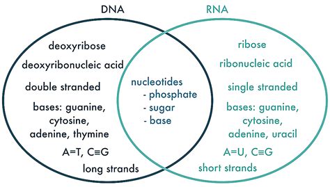 Nucleic Acids Venn Diagram Solved Which Statement Could Repl