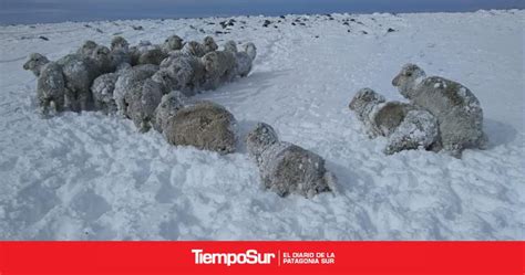 Ovinos Encerrados Y Esperando Que Pase El Invierno